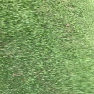 Meet your Posher, Pedro